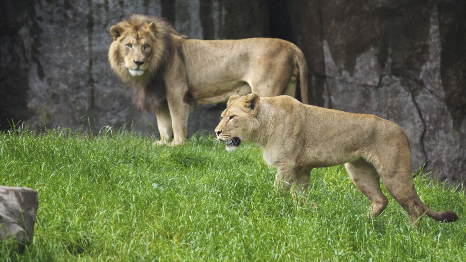 Lion-couple-Reilly-Mekita-4.jpg